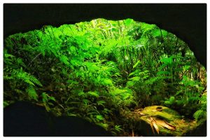 a natural cave in Idukki forest area