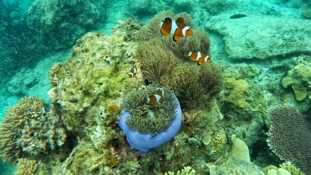 Scuba Diving